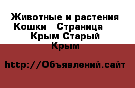 Животные и растения Кошки - Страница 4 . Крым,Старый Крым